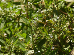 Veronica anagallis-aquatica