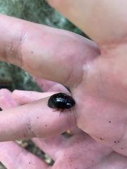 Eurycotis floridana