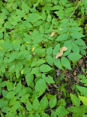 Zanthoxylum americanum