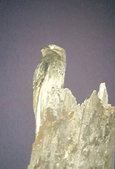 Nyctibius aethereus
