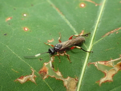 Cratichneumon culex