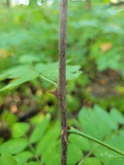 Zanthoxylum americanum