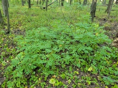 Zanthoxylum americanum