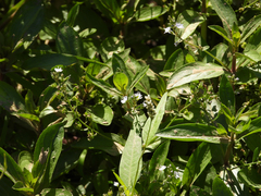 Veronica anagallis-aquatica