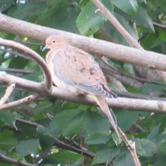Zenaida macroura carolinensis