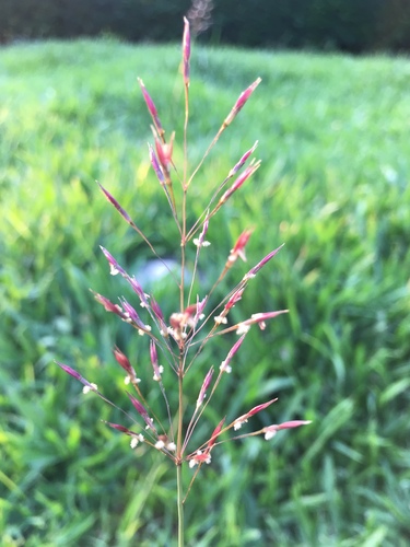 Chrysopogon aciculatus