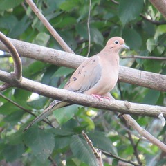 Zenaida macroura carolinensis