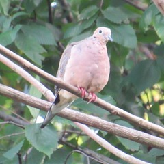 Zenaida macroura carolinensis