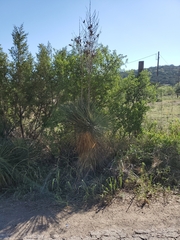 Yucca constricta