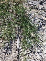 Mimosa microphylla