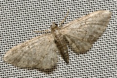Eupithecia