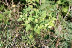 Physalis virginiana