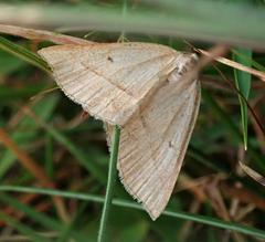 Petrophora chlorosata