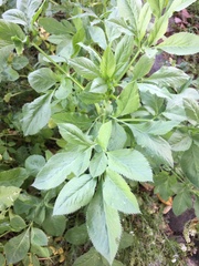 Ammi