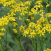 Small's Ragwort - Photo (c) Patrick Coin, some rights reserved (CC BY-NC-SA)
