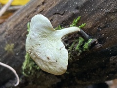 Cerioporus leptocephalus