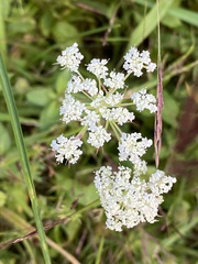 Angelica venenosa