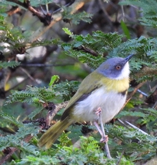 Apalis flavida