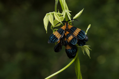 Calopteron bifasciatum