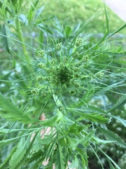 Ammi