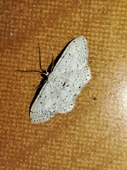 Idaea minuscularia
