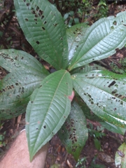 Miconia nervosa