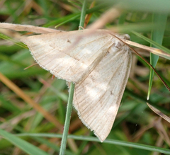Petrophora chlorosata