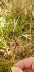 Carex grayi