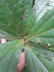 Miconia nervosa