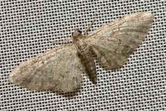Eupithecia