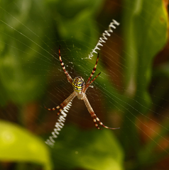 Argiope picta