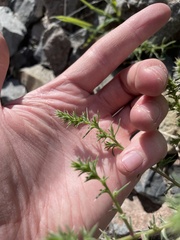 Salsola tragus