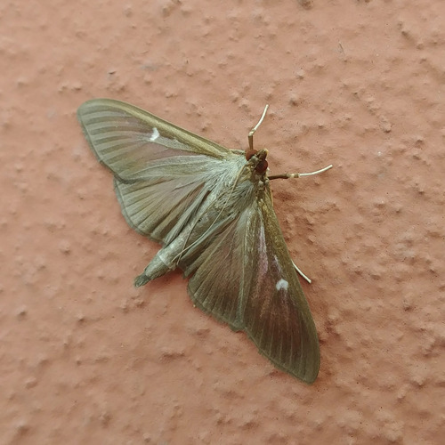 Box Tree Moth, photo 5 of 9
