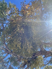 Phoradendron juniperinum