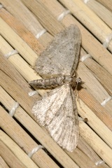 Eupithecia