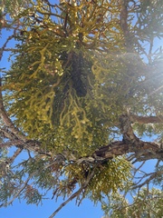 Phoradendron juniperinum