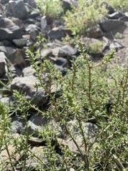 Salsola tragus