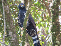 Spizaetus tyrannus
