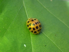 Henosepilachna vigintioctopunctata