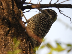 Dryobates mixtus
