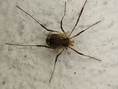 Oligolophus hanseni