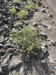 Salsola tragus
