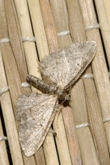 Eupithecia