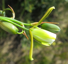 Albuca flaccida