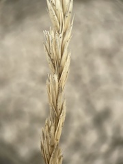 Leymus cinereus