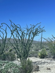 Fouquieria splendens splendens