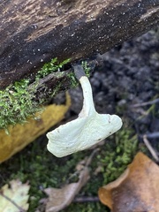 Cerioporus leptocephalus