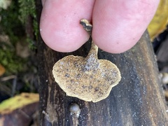 Cerioporus leptocephalus