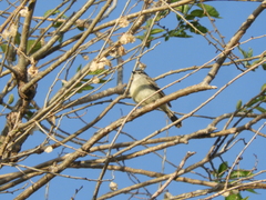Serpophaga subcristata