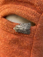 Protorthodes alfkenii